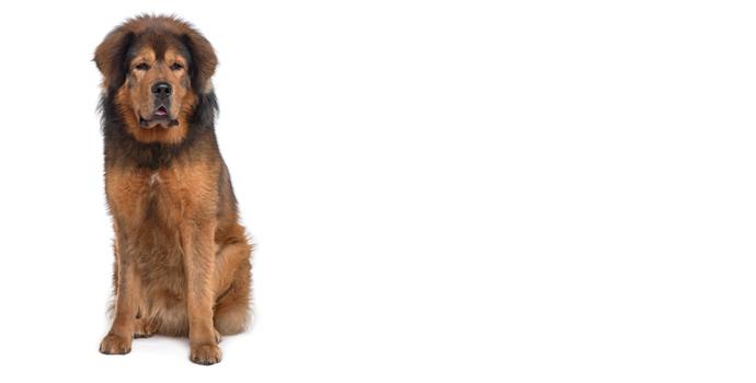 Tibetan Mastiff