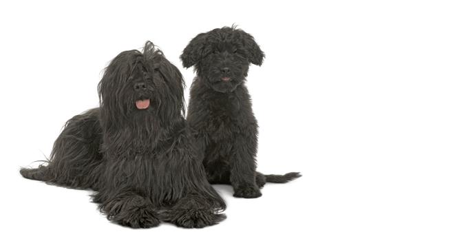 black briard puppy