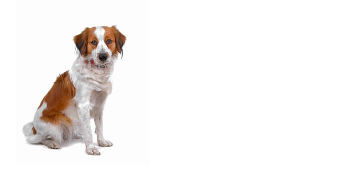 Kooikerhondje