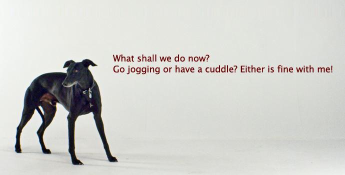 Whippet