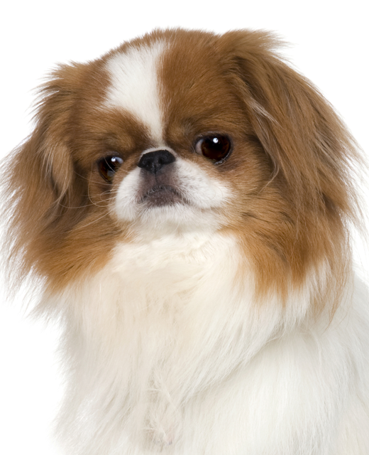 dogs japanese chin dog