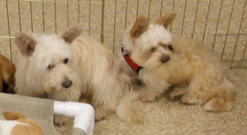 Cairn/scottie Mixes