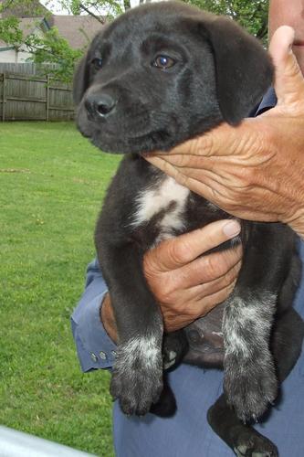 lab heeler puppies