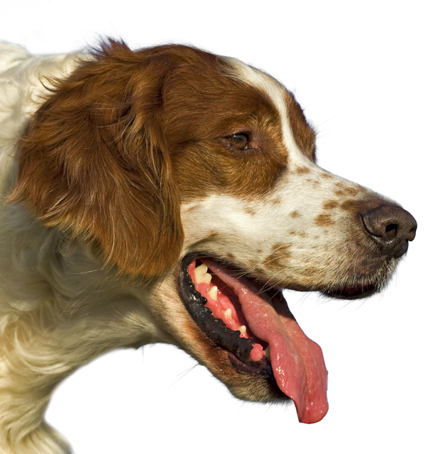 Irish Red and White Setter dog breed information | Noah's Dogs