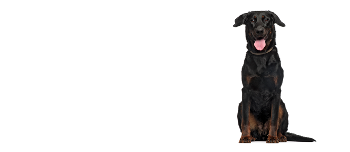Beauceron