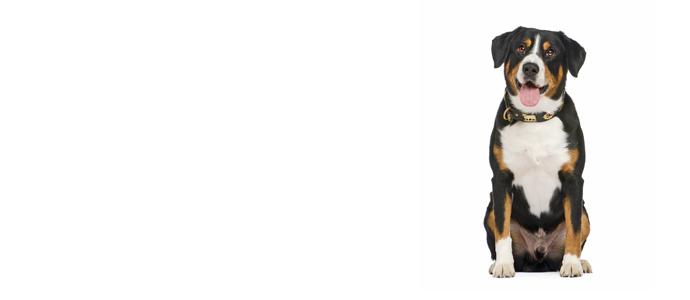 Entlebucher Mountain Dog