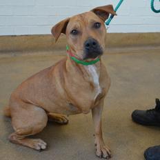 Indie Breed Unknown | Noah's Dogs