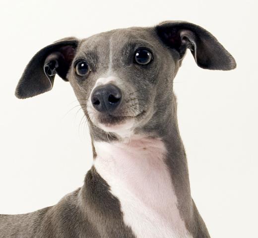 do italian greyhounds shed