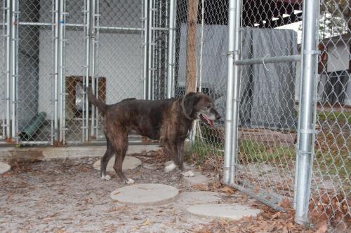 Sable 0092