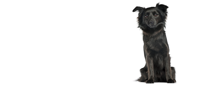 Schipperke