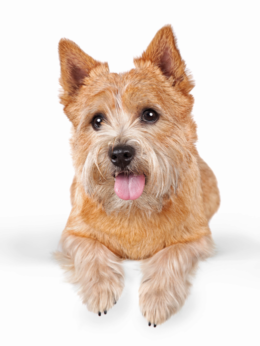 Norwich Terrier