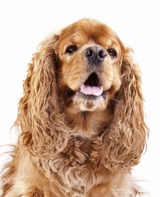 Cocker spaniel with online down syndrome