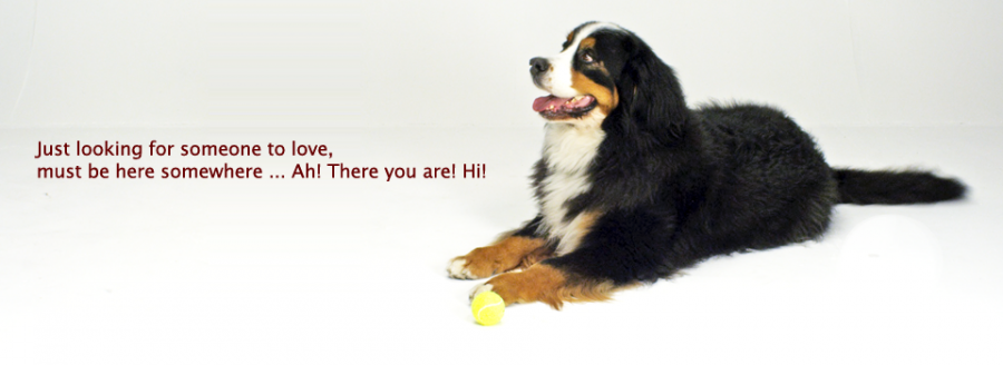 Bernese Mountain Dog