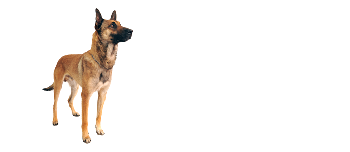 Belgian Shepherd Malinois
