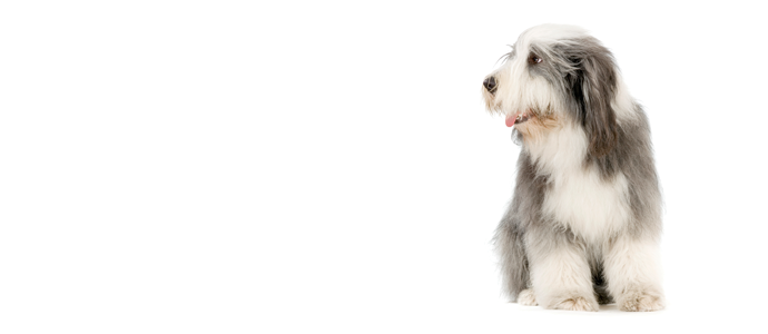 Bearded Collie