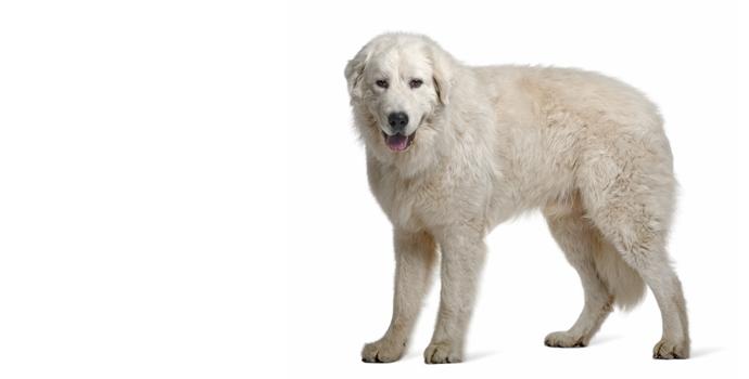 Maremma Sheepdog