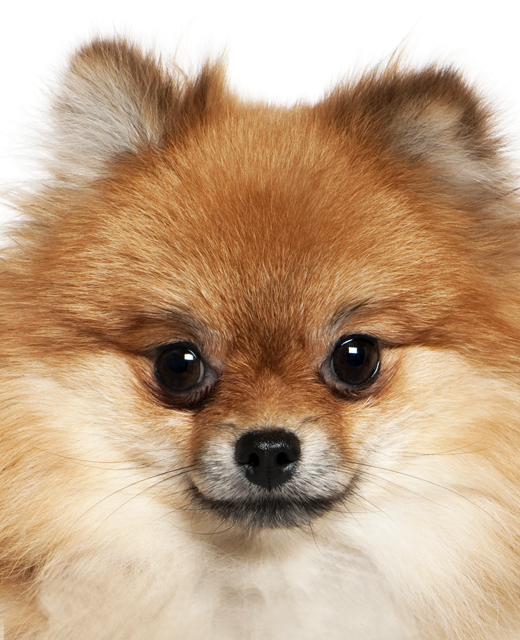 german spitz dog breed