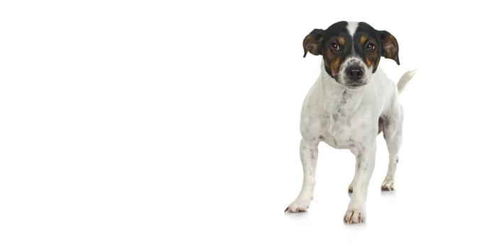 Fox Terrier Smooth