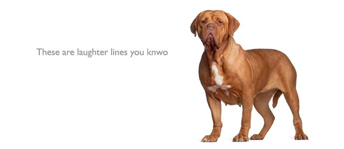 Dogue de Bordeaux
