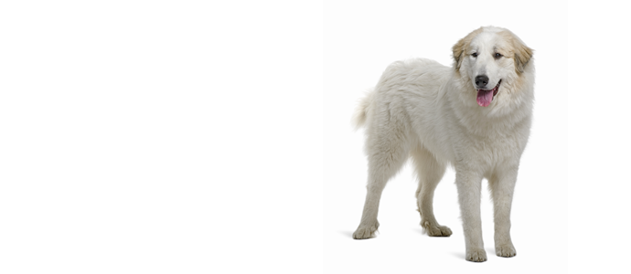 Pyrenean Mountain Dog