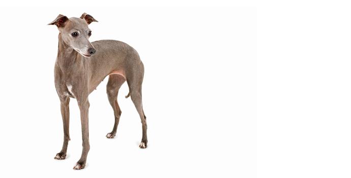 Italian Greyhound