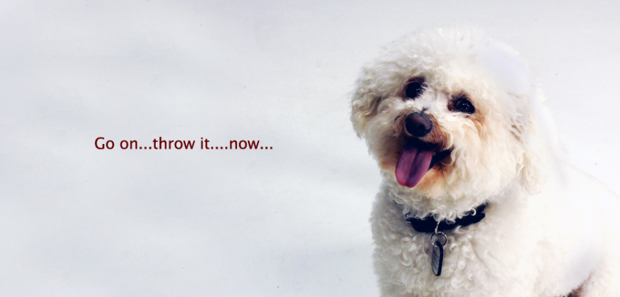 Bichon Frise