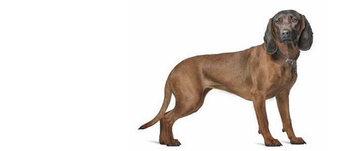 Bavarian Mountain Hound