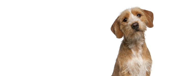 Basset Fauve de Bretagne
