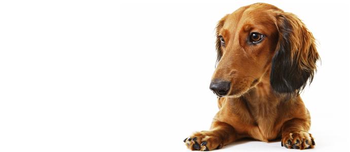 Dachshund miniature long haired