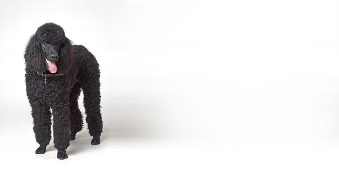 Poodle Standard