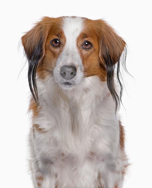 kooikerhondje puppy for sale