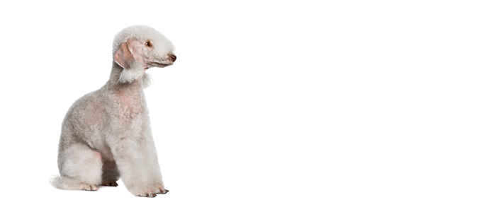Bedlington Terrier