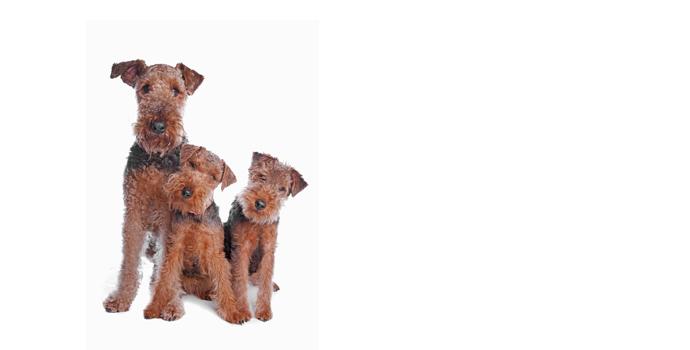 Welsh Terrier