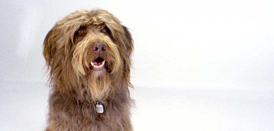 Labradoodle