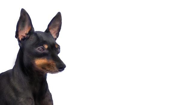 English Toy Terrier