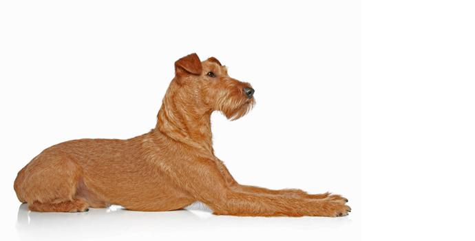 Irish Terrier