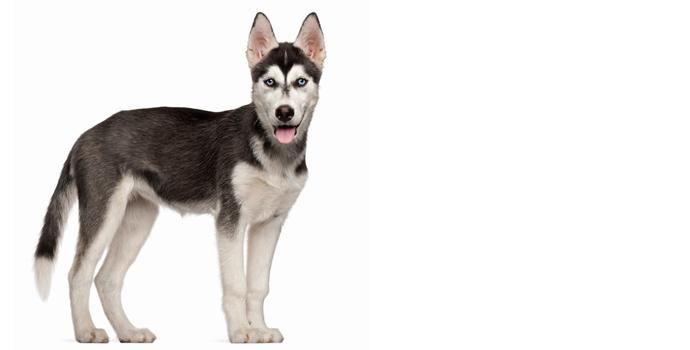 Siberian Husky