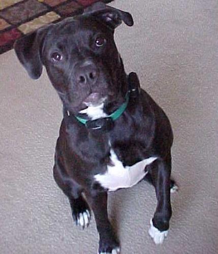 Ziva
