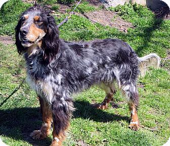 Cody-available Soon!