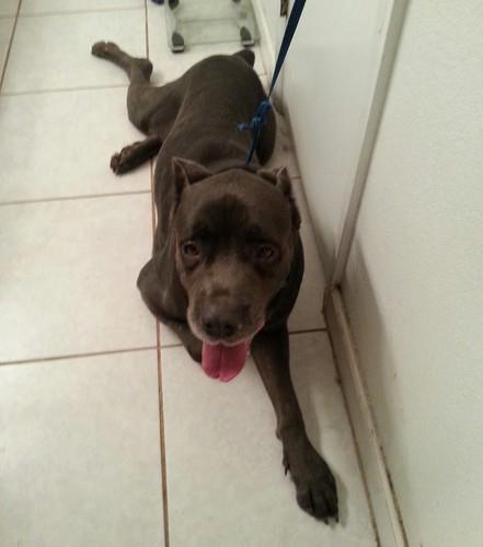 puppy pleasers rescue sire mastiff noah s dogs puppy pleasers rescue sire mastiff noah s dogs