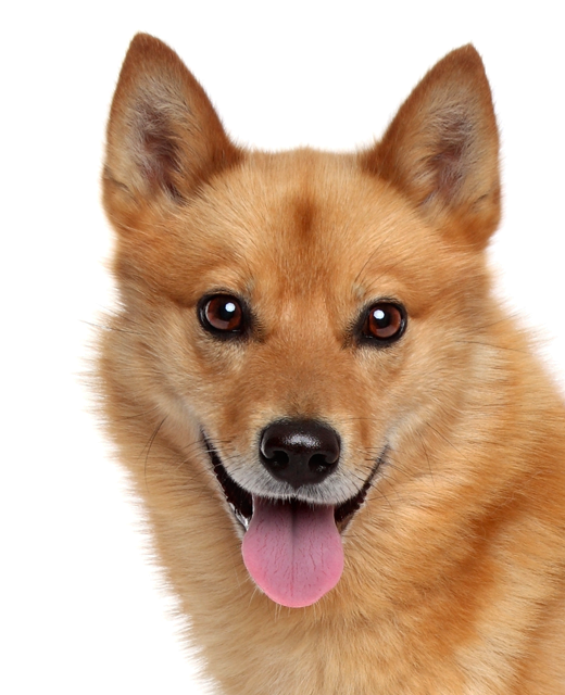 Finnish Spitz dog breed information | Noah's Dogs