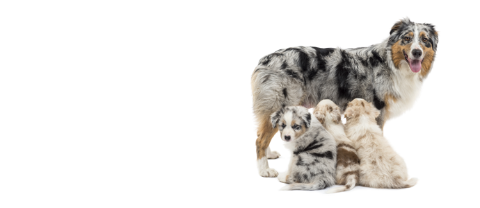 Australian Shepherd Dog
