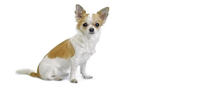 chihuahua long coat