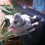 Lola