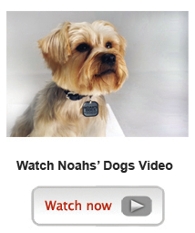 noahs dogs sidebar