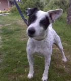 WYNNIE