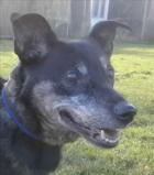 Rex