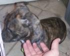 Adorable Brindle Puppy