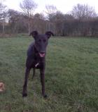 KIZZY