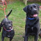Beau and Toodles